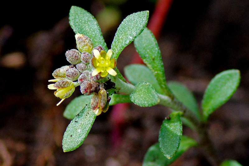 Minuscola pianta da determinare - Alyssum sp.